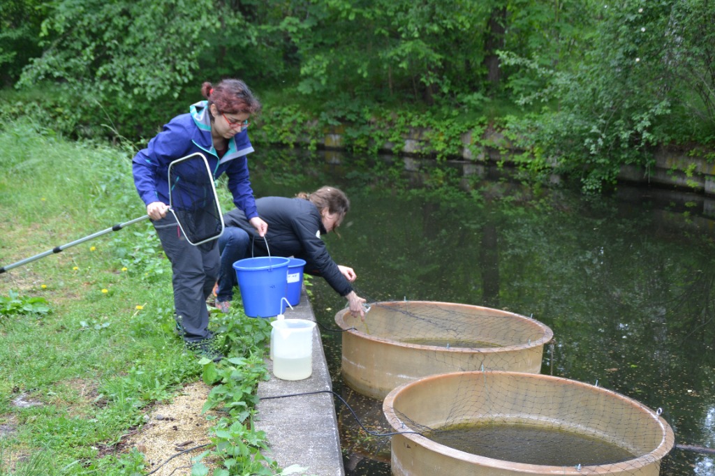 Fieldwork Mesocosms