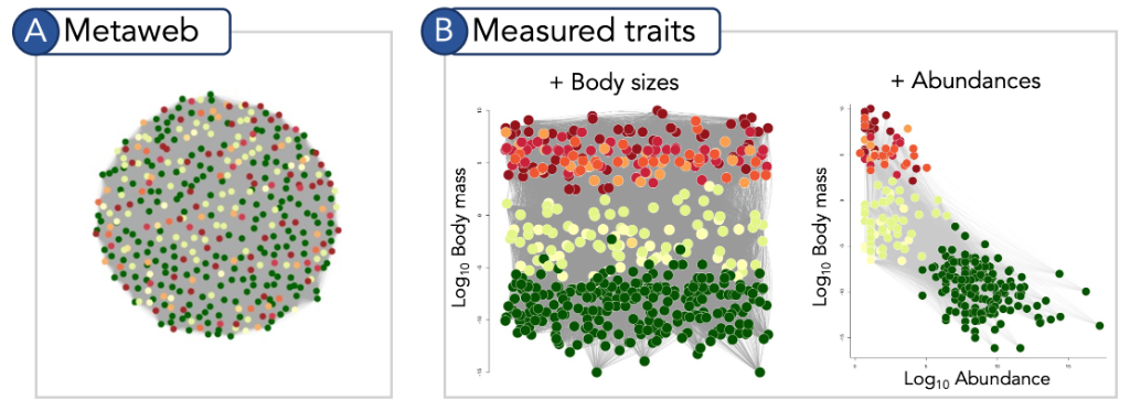 Metaweb and Measured Traits